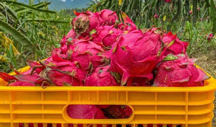 火龙果怎样买是最好的,红心火龙果怎么买新鲜又便宜