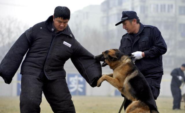 深圳警犬基地能领养警犬吗,警犬领养退役警犬价格一览表
