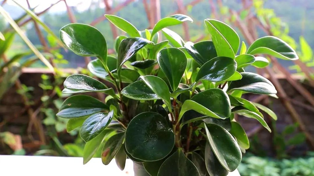 豆瓣绿叶片长黑斑是怎么回事,豆瓣绿新叶子卷曲是怎么回事