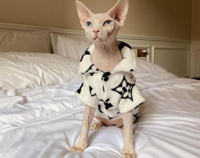 最高冷的猫是什么品种,什么猫最黏人而又好养