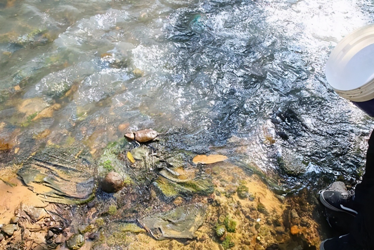 罕见的野生山龟,渔民捕获罕见龟