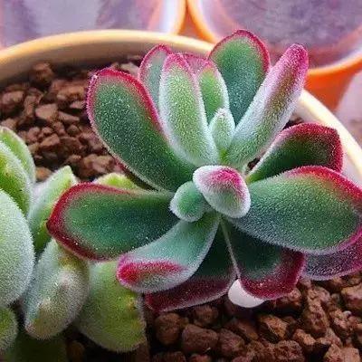 容易爆盆又好养的多肉你值得拥有,容易养好养活而且便宜的多肉