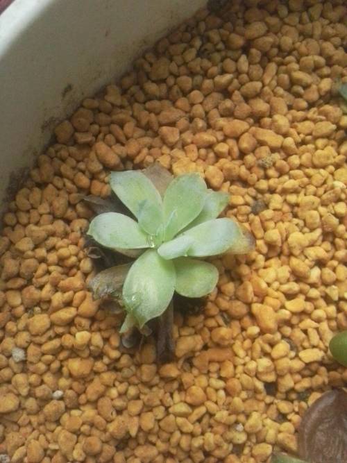 多肉植物树冰怎么养,多肉冰梅度夏注意事项