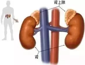 【腺体之美】荷尔蒙,你不知道的另一面