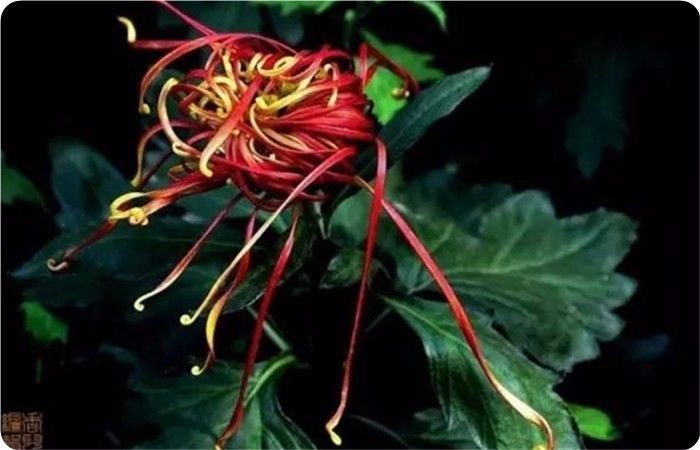 菊花100幅欣赏,菊花的十大绝美诗句