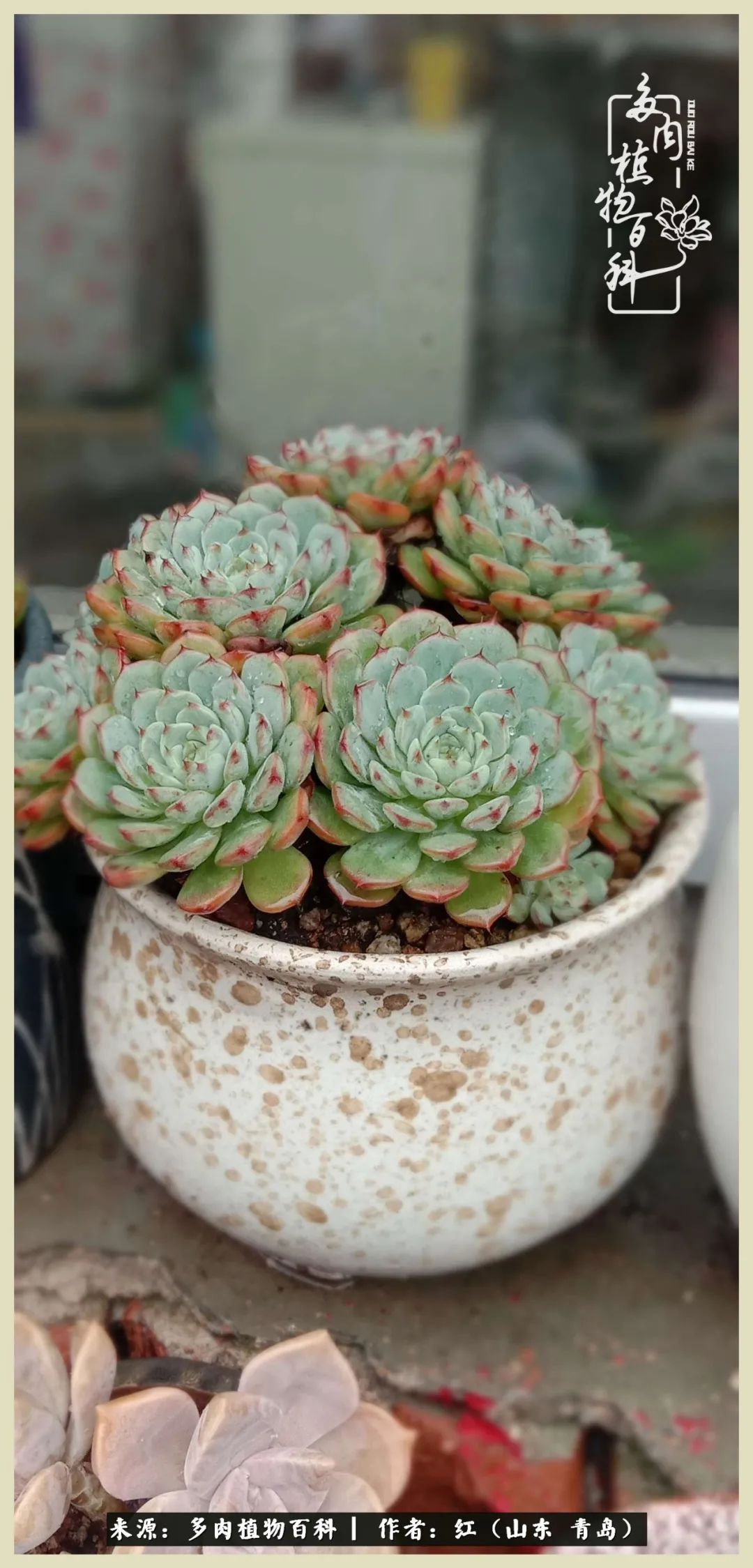 度夏多肉秋天发根,度夏坚强活下来的肉肉们