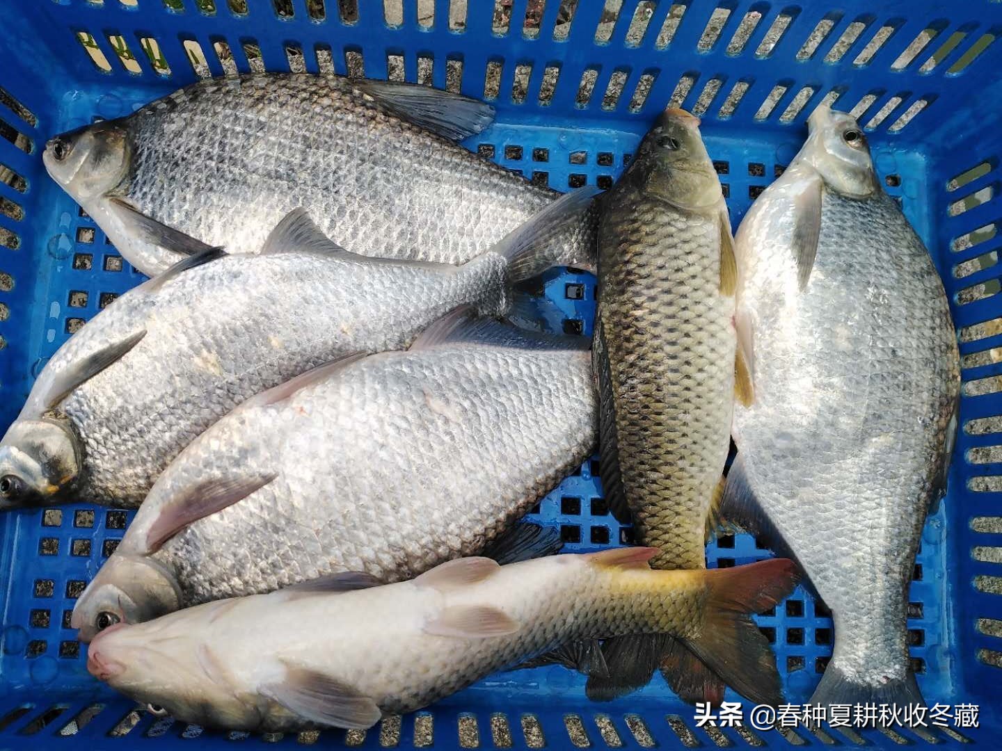 养鱼三不喂晚上不能喂吗,养鱼2天不吃不喝怎么办