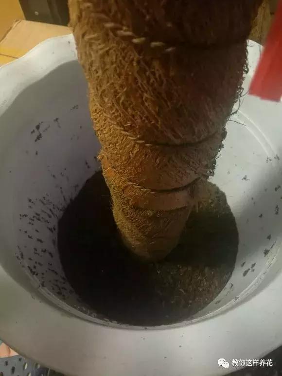 绿萝可以用枝条水养,怎么用水养绿萝绿萝才长得快