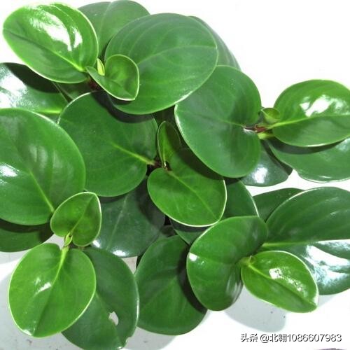 豆瓣绿发黄怎么补救,豆瓣绿叶子卷曲发黄怎么办