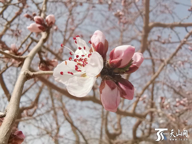 小天晨报：*疆新**掀起交通建设“热潮”；*疆新**首条沙漠高速公路开建；乌市339家企事业单位面向高校招聘2975人