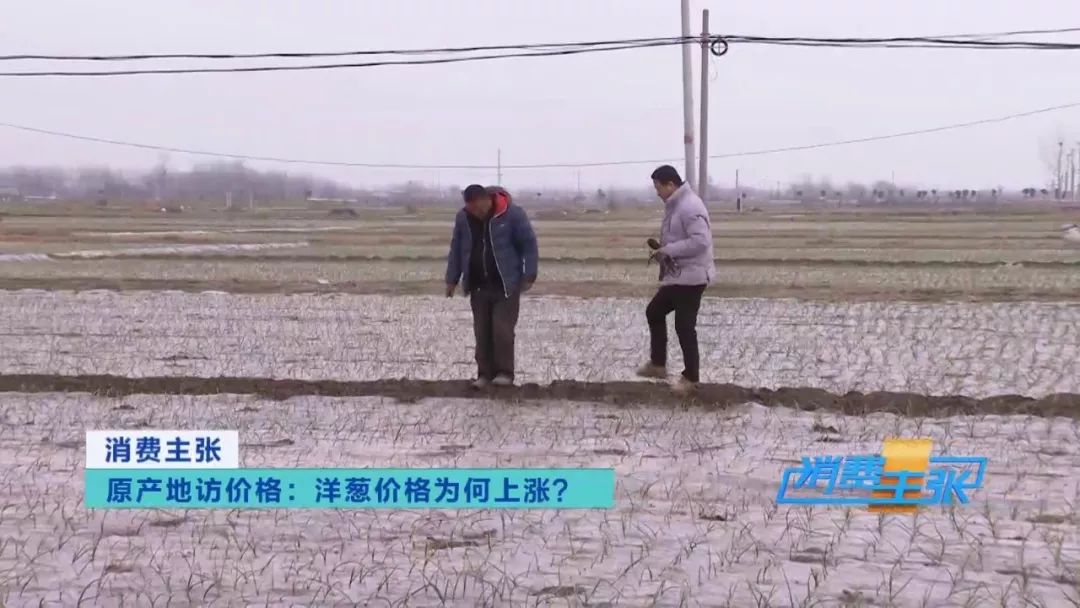 洋葱种植前景和利润,洋葱价格波动洋葱种植户如何应对