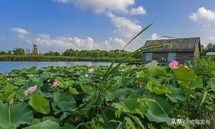 威海春天赏花攻略,威海游玩观光