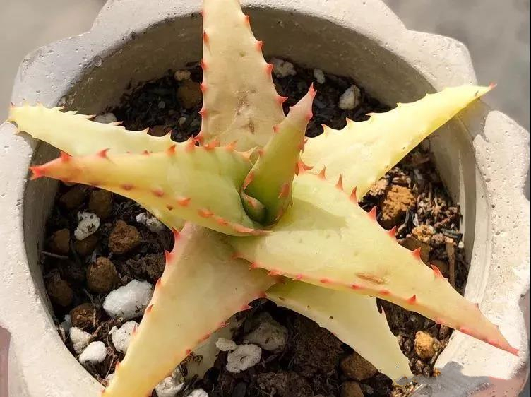 园艺观赏芦荟,园艺芦荟图鉴说明