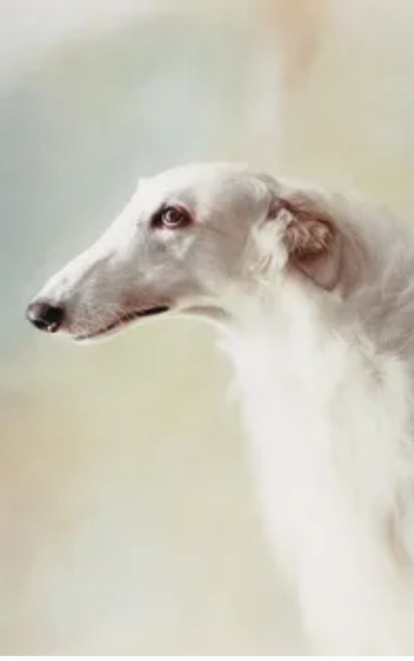 俄罗斯猎狼犬打斗,俄罗斯猎狼犬捕狼视频