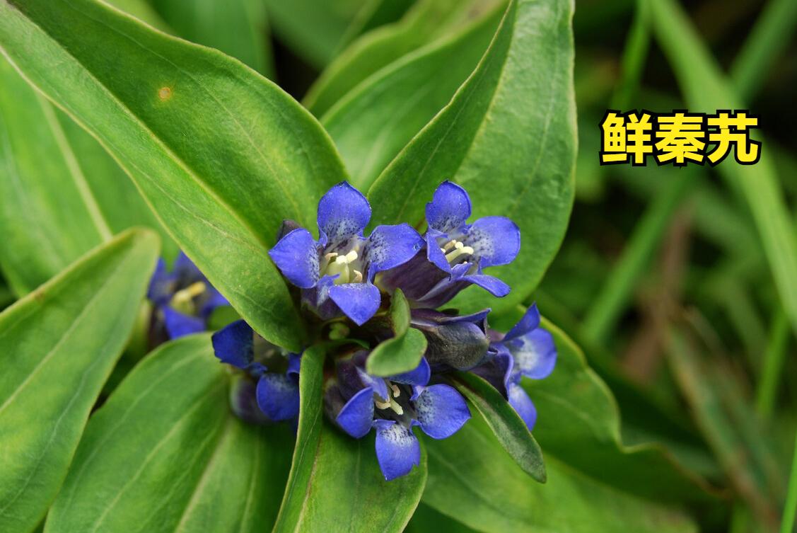 每天懂点中医祛风湿药秦艽,秦艽与四种中药同效