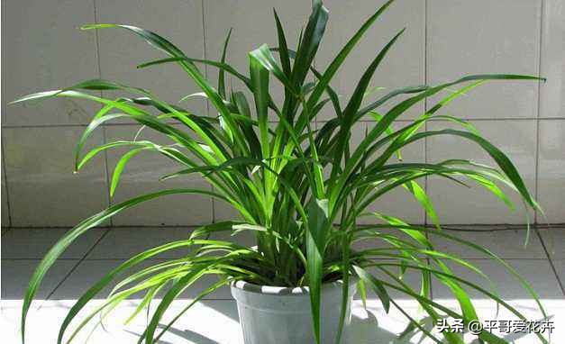 吊兰绿萝浇水的正确方法,吊兰绿萝黄叶怎么补救