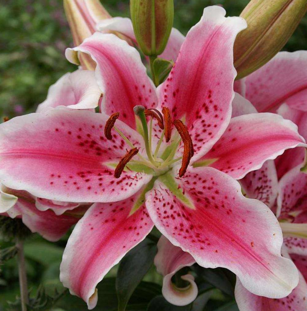 百合花如何养才能活得时间更长,百合花养花怎么才能让花期持久