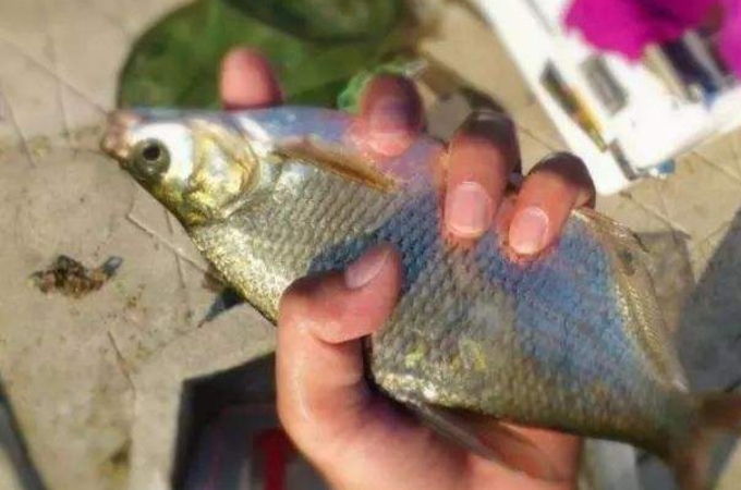 钓鱼人钓鳊鱼,鳊鱼怎么钓最好