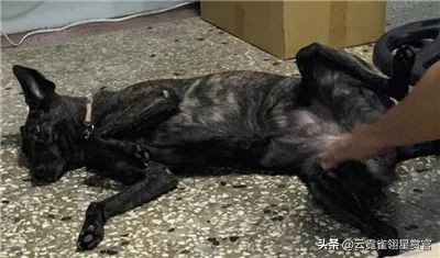 流浪狗被好心人收养每天特别高兴,流浪狗求收养视频