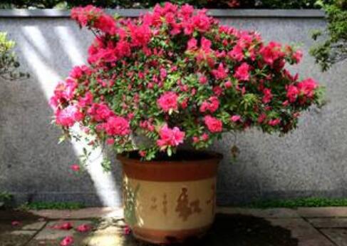 杜鹃花怎么养叶子不发黄,杜鹃花怎么养叶子才绿得快