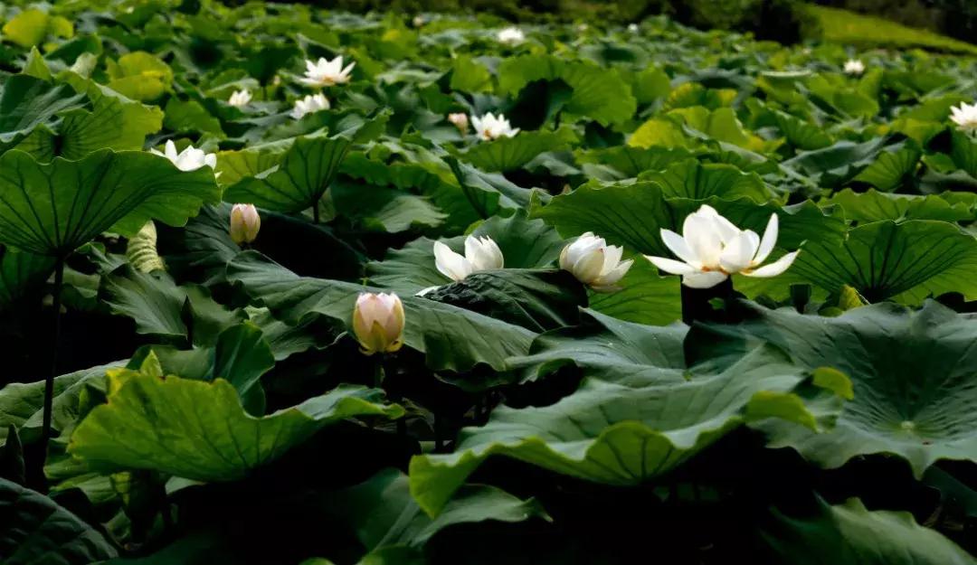 简阳五一有什么好玩的地方,国庆七天假去什么地方玩