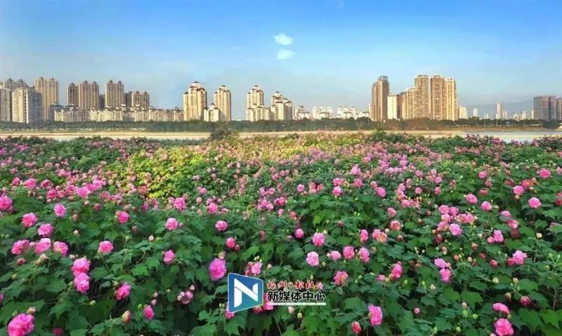 仓山哪里的,现在的仓山