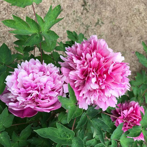 芍药花的养护方法文字,芍药的切花养护方法