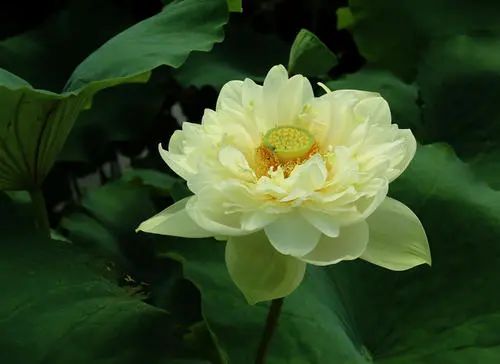 繁华过后一盏清茗也能品出百味,繁华之后静立于世