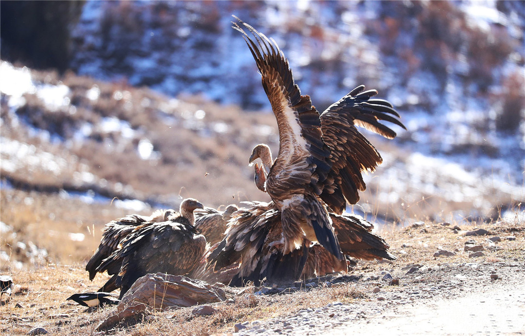 青海泽库公路现高山秃鹫，形象凶狠声誉差，却对伴侣忠贞不二