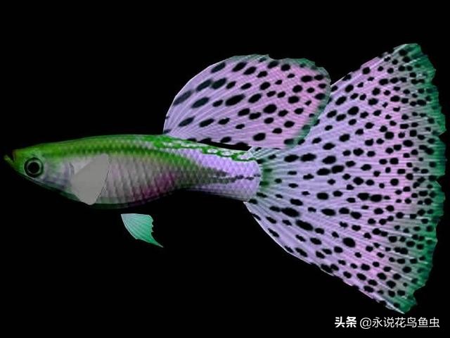 孔雀鱼死亡原因及症状,孔雀鱼死亡原因及治疗