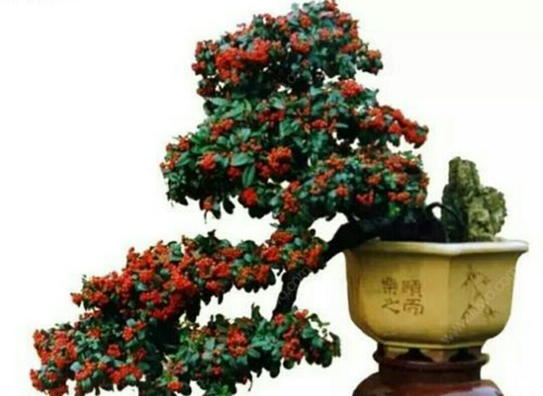 野外火棘盆景如何修根,火棘盆景粗扎细剪的造型方法图片