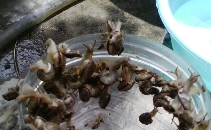 养花的虫害分类及防治,养花如何预防虫害视频教程