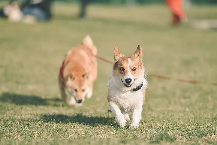顺义适合露营的郊野公园,你自己知道就行