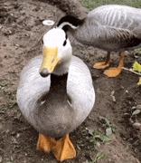 9.9国货眉笔,9.9元眉笔好物推荐