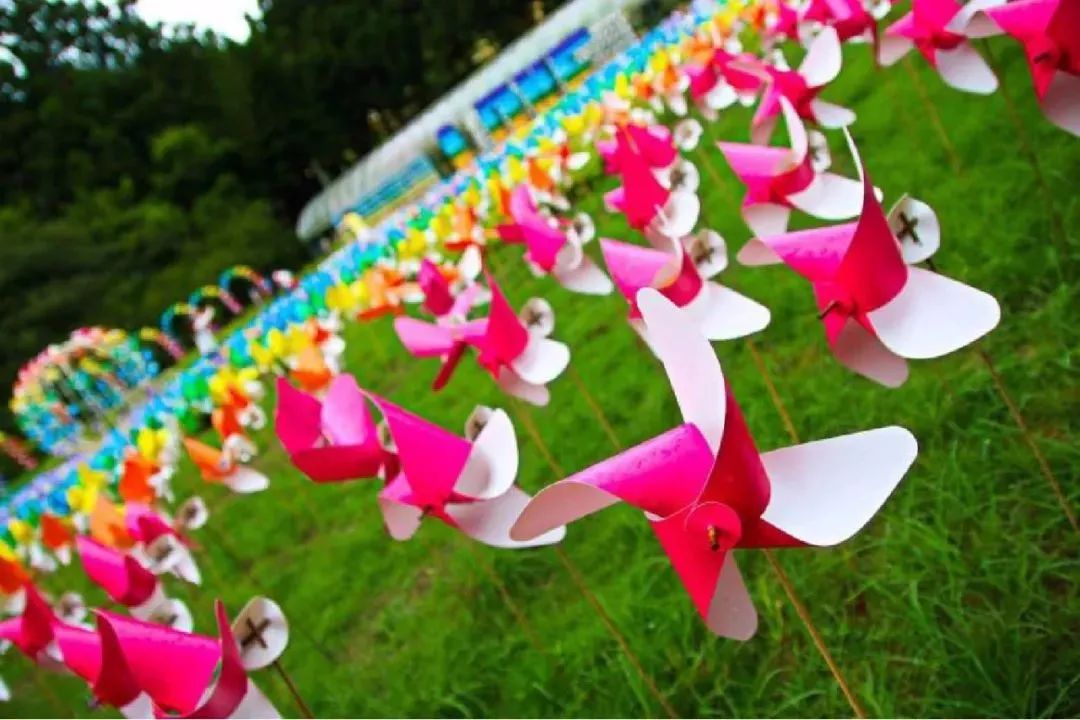 华酝牡丹园紫藤花,华酝牡丹园格桑花