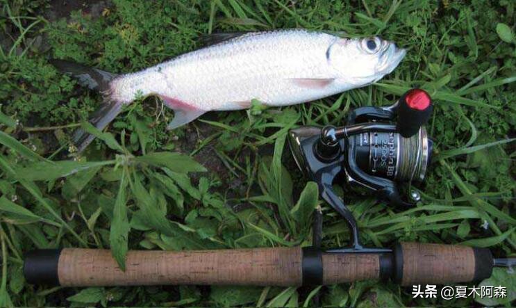 大眼海鲢为啥不好吃,海鲢为什么难钓