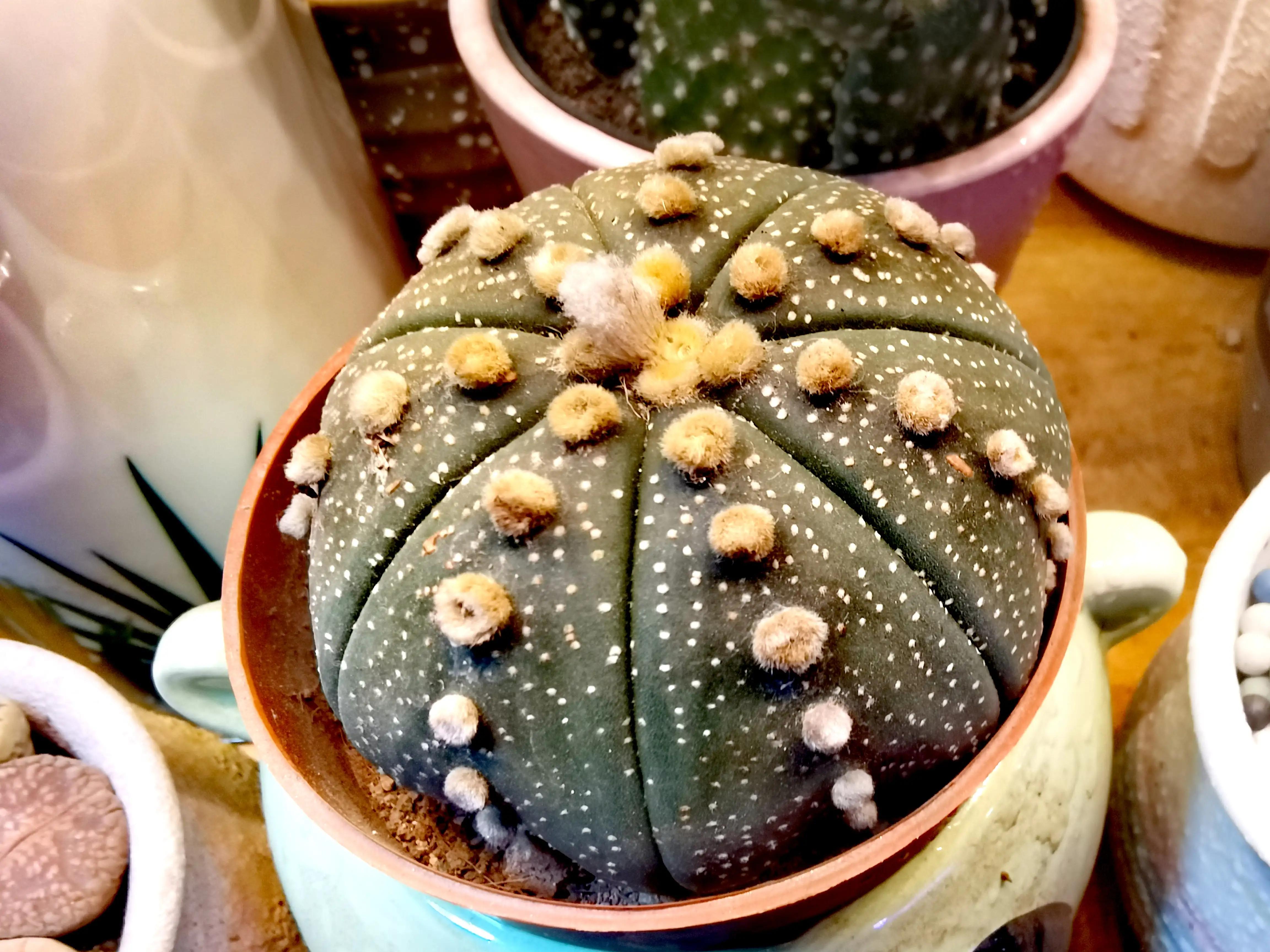 沈阳花卉市场搬哪去了,沈阳花卉市场批发各种绿植