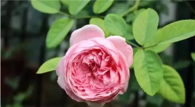 每天学习一点点各种花代表的花语,每天学习一朵花知识