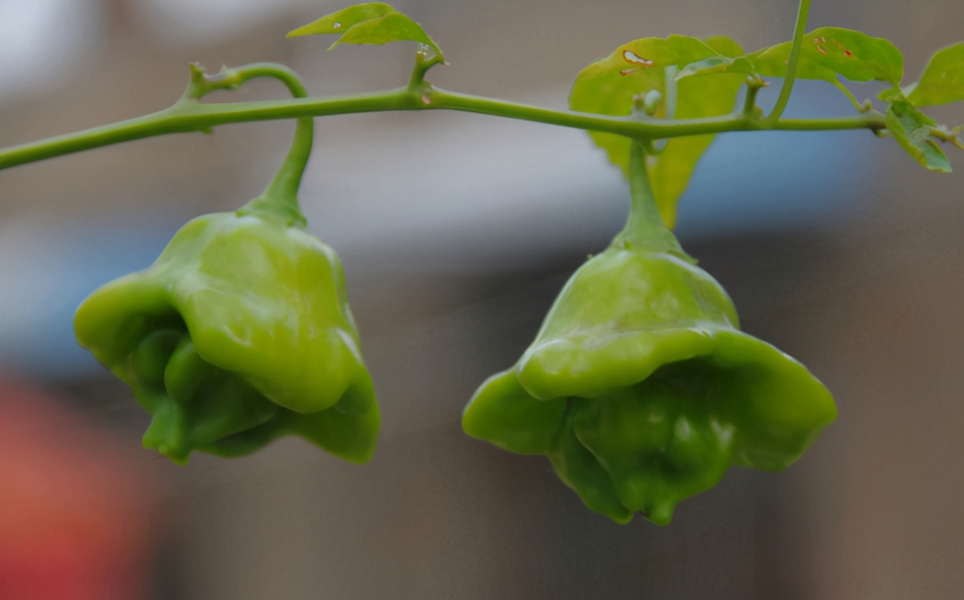 百种果子简介,百种果实图片