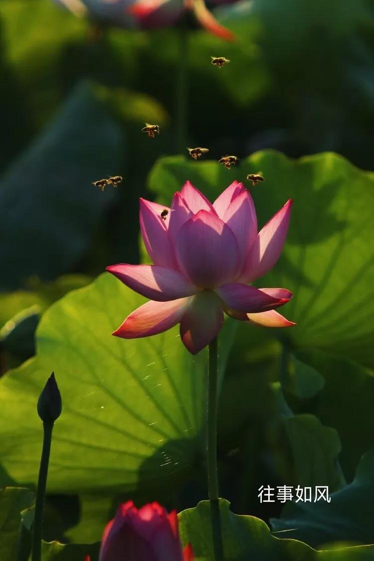 惊艳！淮阳，因为ta，美得不像“画”