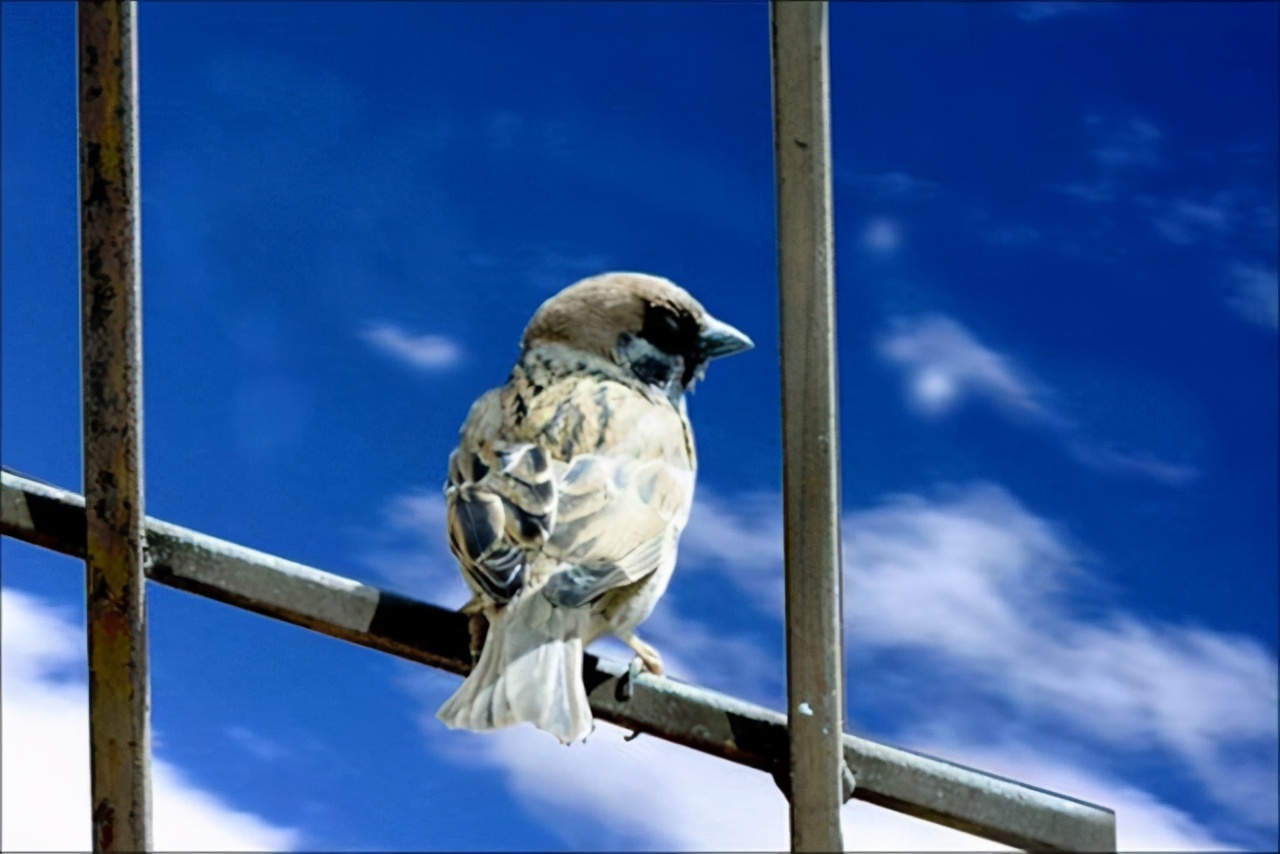 乡土散文故乡的红野果,乡土散文论文