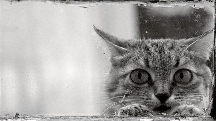 一个小方法，治好猫咪的抑郁症