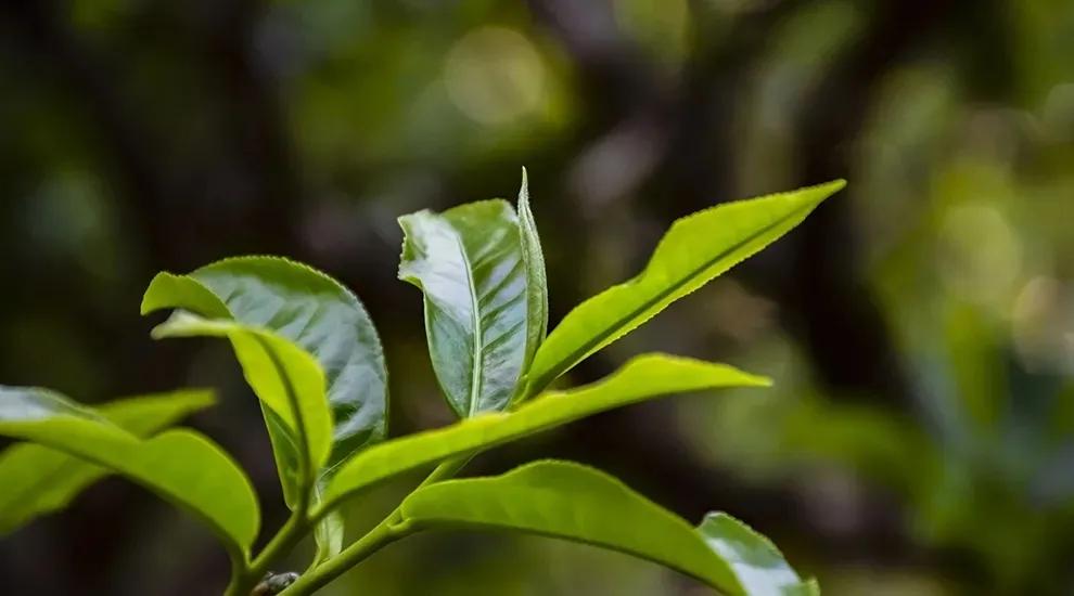 谷雨节气适合喝什么茶,谷雨过后喝什么茶最好