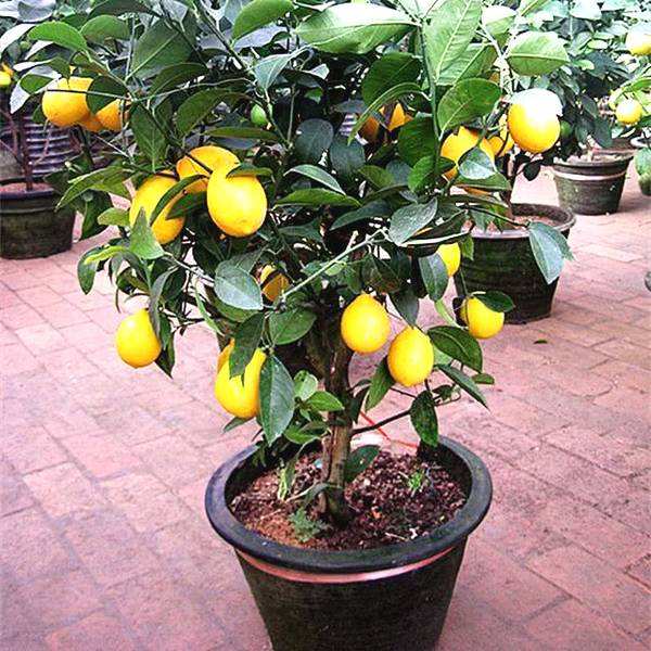 花盆种果树能结果吗,用花盆种柠檬能结果吗