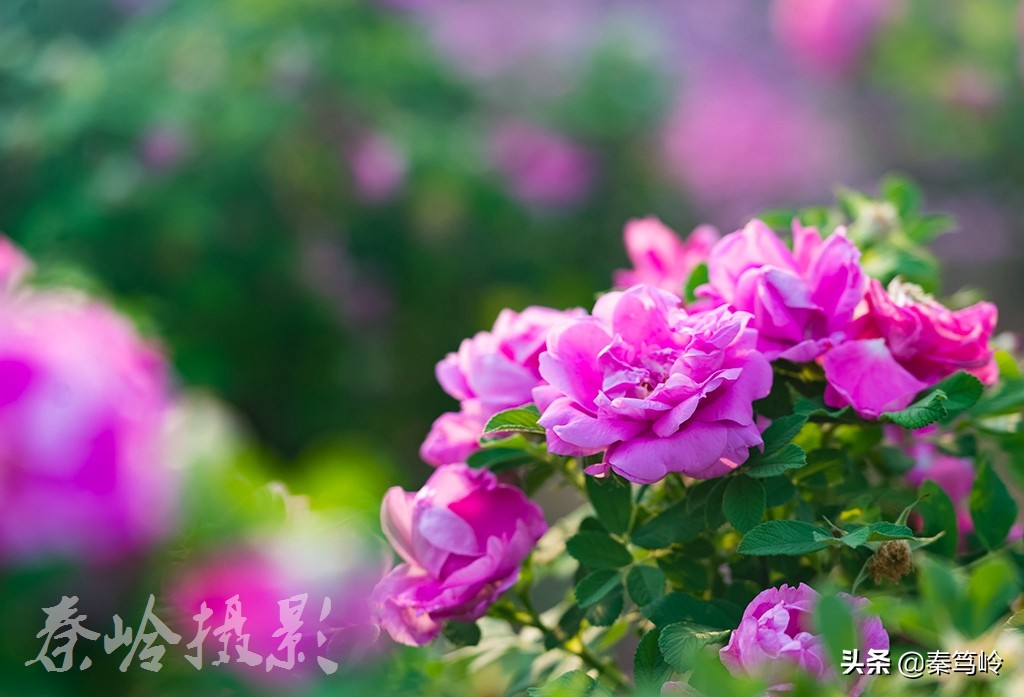 五月玫瑰花期,五月玫瑰盛开时