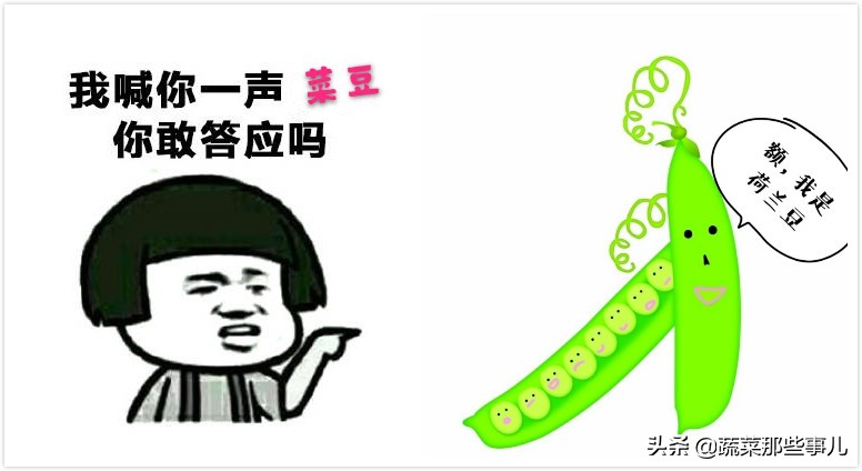 豆角用的是四季豆还是扁豆,豇豆四季豆扁豆区别