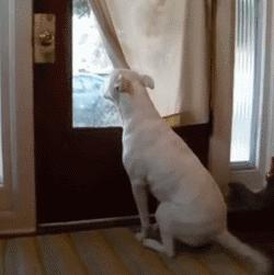 狗狗会想念原来的主人吗,狗狗想念主人回家音频