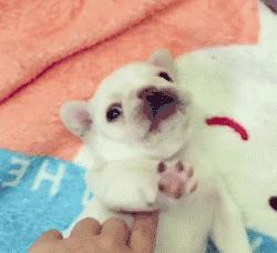 超级可爱呆萌的小奶狗,全种类小奶狗超萌合集