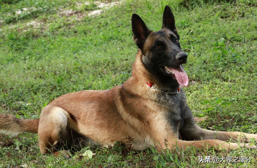 马犬的十个可怕视频,马犬最凶残的一面