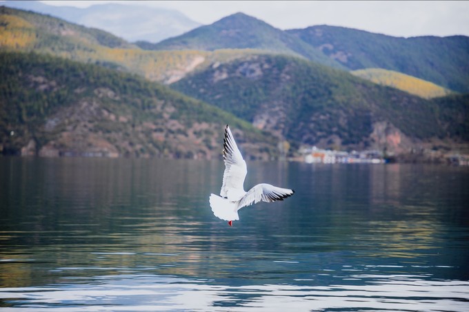消失的地平线上的“香巴拉”和“女儿国”（二）